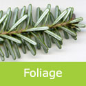 Abies Koreana Korean Fir Foliage